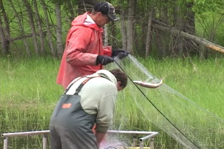 Northern Pike Removal Project